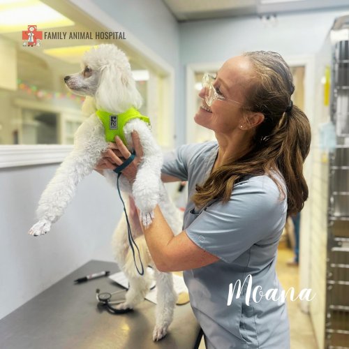 Carousel post from familyanimalhospitalcm.