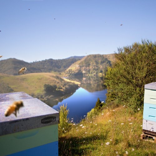 Photo post from comvita_au.