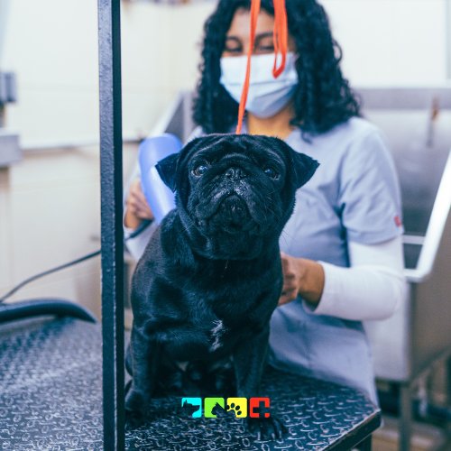 Carousel post from medicalpettj.