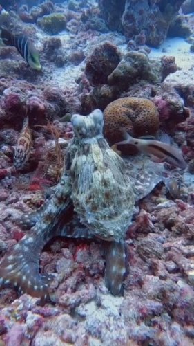 Video post from beautiful_octopus_1.