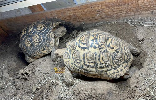 Photo post from carapacecritters.