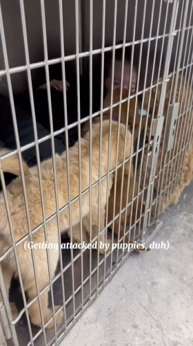 Video post from familyanimalhospitalcm.