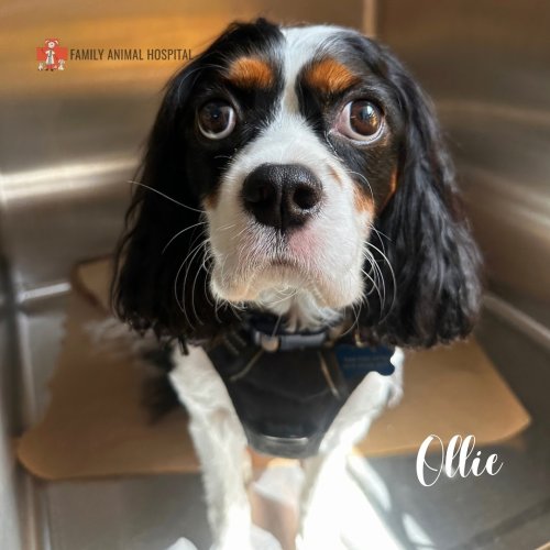 Photo post from familyanimalhospitalcm.