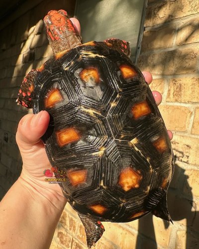 Photo post from carapacecritters.