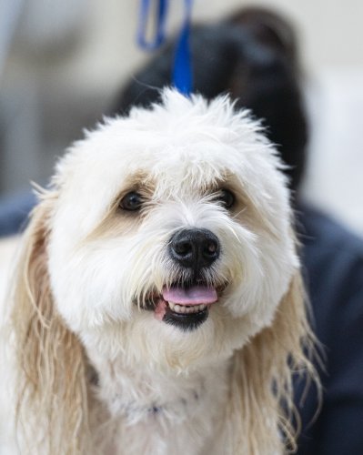 Carousel post from medicalpettj.