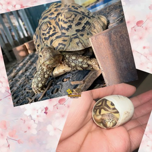 Photo post from carapacecritters.