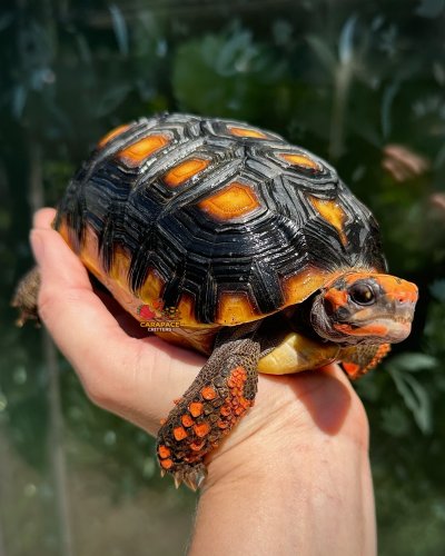 Photo post from carapacecritters.