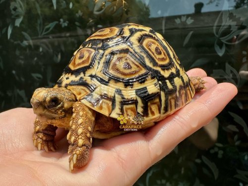 Carousel post from carapacecritters.