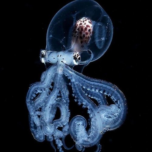 Photo post from beautiful_octopus_1.