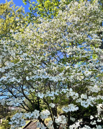 Photo post from dogwoodfestival.
