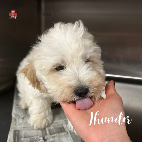 Carousel post from familyanimalhospitalcm.