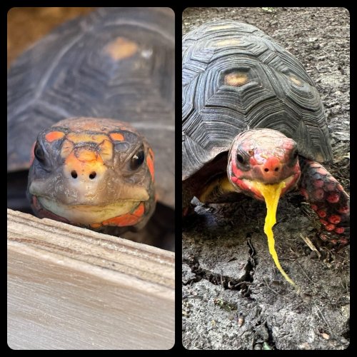 Photo post from carapacecritters.