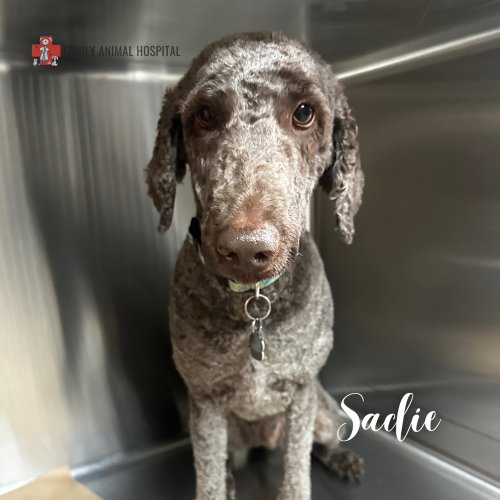 Photo post from familyanimalhospitalcm.