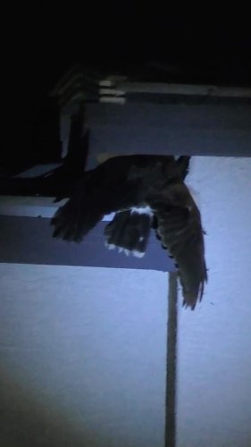Video post from desertkingsfalconry.