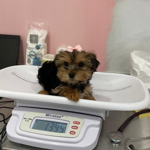 Carousel post from clinica_veterinaria_dourosul.