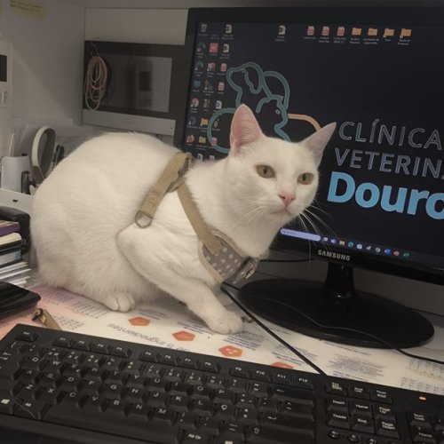 Photo post from clinica_veterinaria_dourosul.