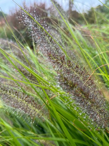 Photo post from sussexprairies.