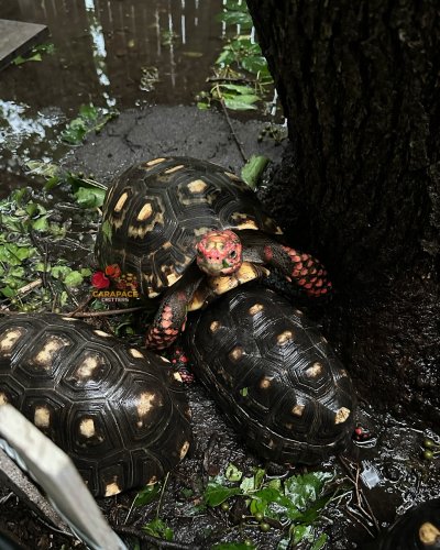 Photo post from carapacecritters.