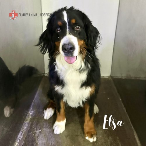 Carousel post from familyanimalhospitalcm.