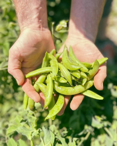 Carousel post from hungryhollowfarm.