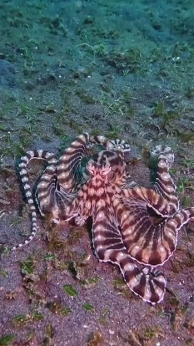 Video post from beautiful_octopus_1.