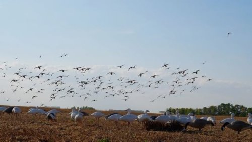 Video post from northernskiesoutfitters.