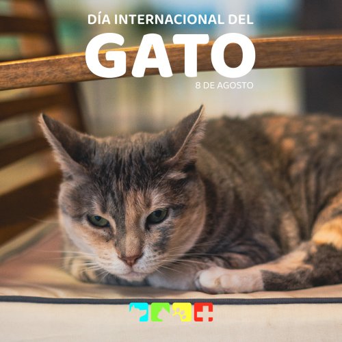 Photo post from medicalpettj.