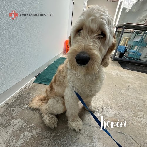 Photo post from familyanimalhospitalcm.