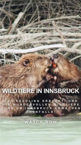 Video post from innsbrucktourism.