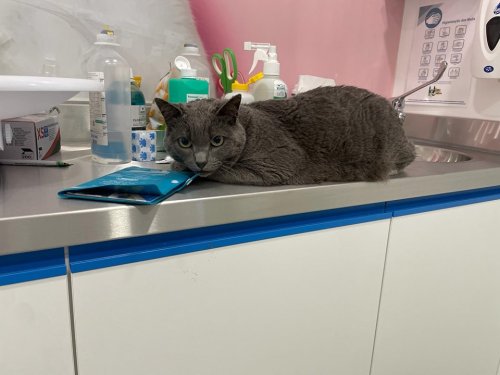 Carousel post from clinica_veterinaria_dourosul.