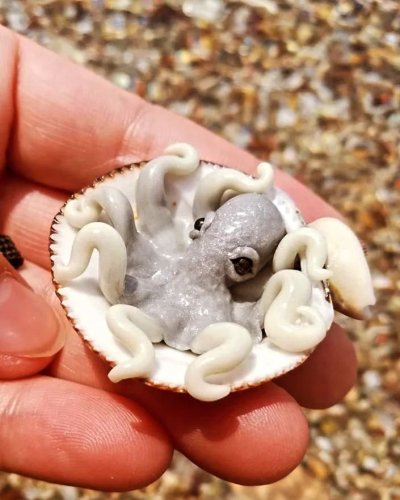 Photo post from beautiful_octopus_1.