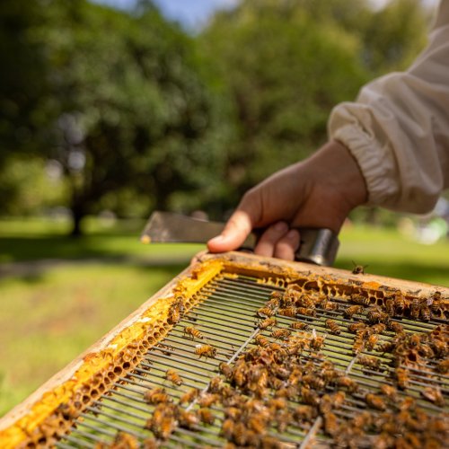 Carousel post from comvita_au.