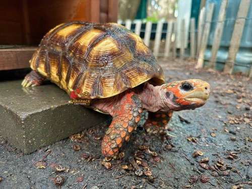 Photo post from carapacecritters.