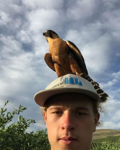 Carousel post from desertkingsfalconry.