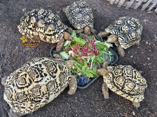 Photo post from carapacecritters.