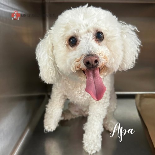 Carousel post from familyanimalhospitalcm.