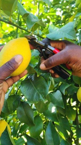 Photo post from Laeveld Agrochem.