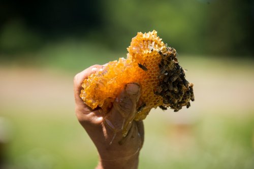 Photo post from Sustainable Newton.