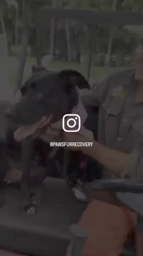 Video post from Paws Fur Recovery.