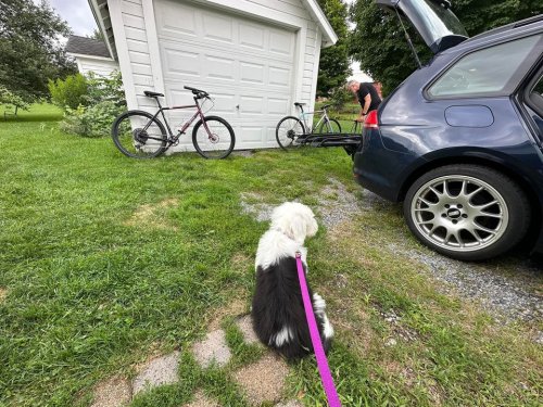 Photo post from Portia the Pup.