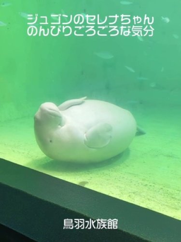 Video post from 鳥羽水族館(TOBAAQUARIUM)公式.