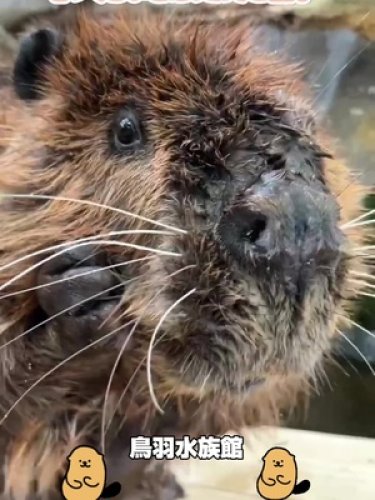 Video post from 鳥羽水族館(TOBAAQUARIUM)公式.