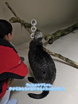 Video post from 鳥羽水族館(TOBAAQUARIUM)公式.