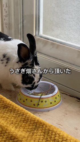 うさぎ オファー 食用 配布 ペット