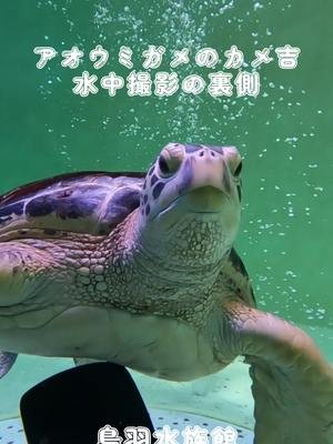 Video post from 鳥羽水族館(TOBAAQUARIUM)公式.