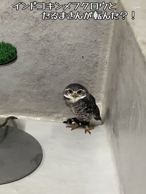 Video post from 鳥羽水族館(TOBAAQUARIUM)公式.