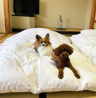 ワンちゃん（室内犬）同伴 | ワンちゃん（室内犬）同伴 | 咲花温泉