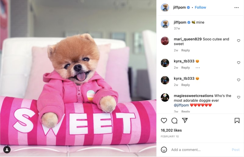 Jiff Pom Instagram profile